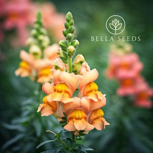 Snapdragon Floral Showers Apricot Bicolor 10+ Seeds, Dwarf Garden Snapdragon