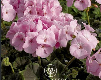 Geranium BullsEye Light Pink Flower Seeds - Annual Pelargonium (10 Seeds)