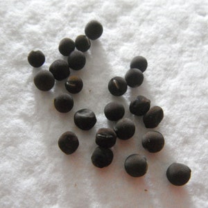 May include: A collection of small, dark brown, round seeds scattered on a white surface.