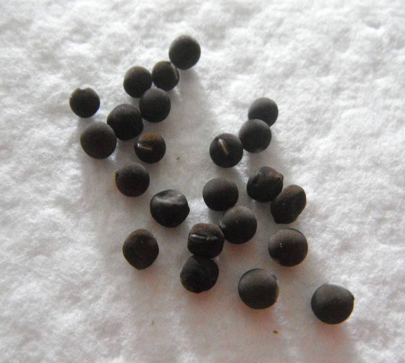 May include: A collection of small, dark brown, round seeds scattered on a white surface.