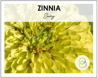 Zinnia Envy 50+ Seeds, Lime Green Heirloom Seeds, Chartreuse Cut Flower Seeds, Gift for Gardener, Double Zinnia, Rare Seeds
