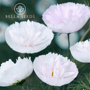 Cosmos Cupcakes White Mix 10 Seeds, Cosmos bipinnatus, Cut Flowers, Annual