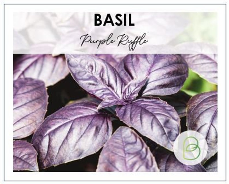 Purple Ruffle Basil Seeds, Heirloom Seeds, Non-gmo, Garden Herb Seeds ...
