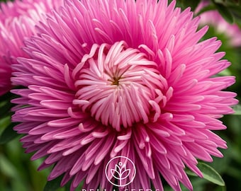 Aster King Rose Seeds, 25 Seeds