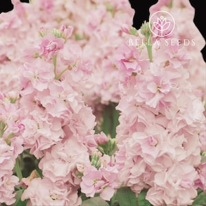 Stock Column Apricot 25+ seeds, Stock Matthiola