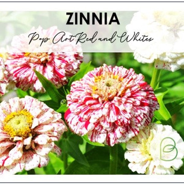 Zinnia Pop Art Red and White 15 Seeds, Rare Seeds