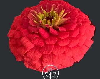 Benary's Giant Bright Coral Zinnia 15 Seeds