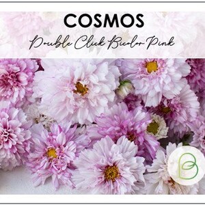 May include: A bouquet of pink and white cosmos flowers with the text "Cosmos Double Click Bicolor Pink" on a white background.