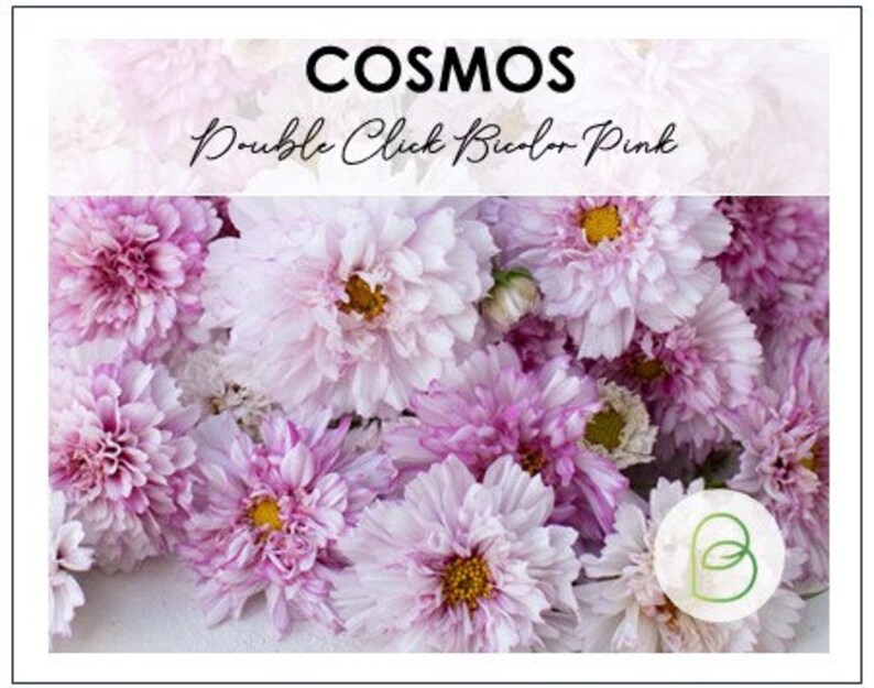 May include: A bouquet of pink and white cosmos flowers with the text "Cosmos Double Click Bicolor Pink" on a white background.