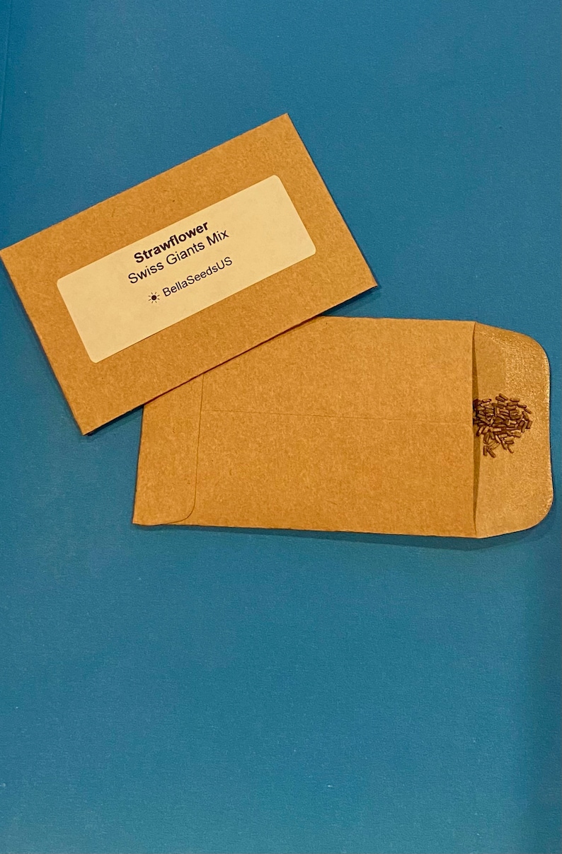 Strawflower Swiss Giant Seeds Etsy