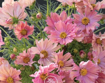 Apricotta Cosmos Seeds: Rose-Apricot Blooms, Cut Flower Garden, 15 Seeds