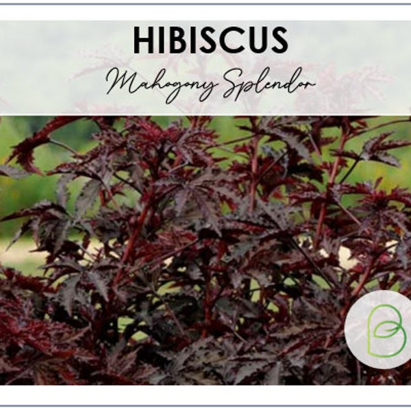 Mahogany Splendor Hibiscus - 5 Seeds || Exotic Flower || Garden Plant || Gardening Gift