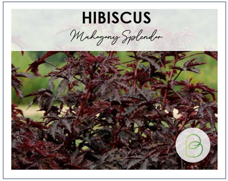 Bella Hibiscus Seeds - Thumbnail 3