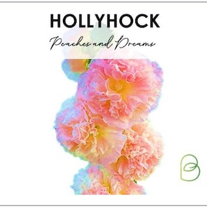 May include: A bouquet of pink and yellow hollyhock flowers with the text "Peaches and Dreams" above them.