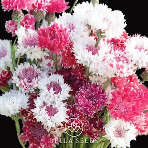 May include: A bouquet of mixed color cornflowers with white, pink, and red petals. The flowers are arranged in a loose, natural style.