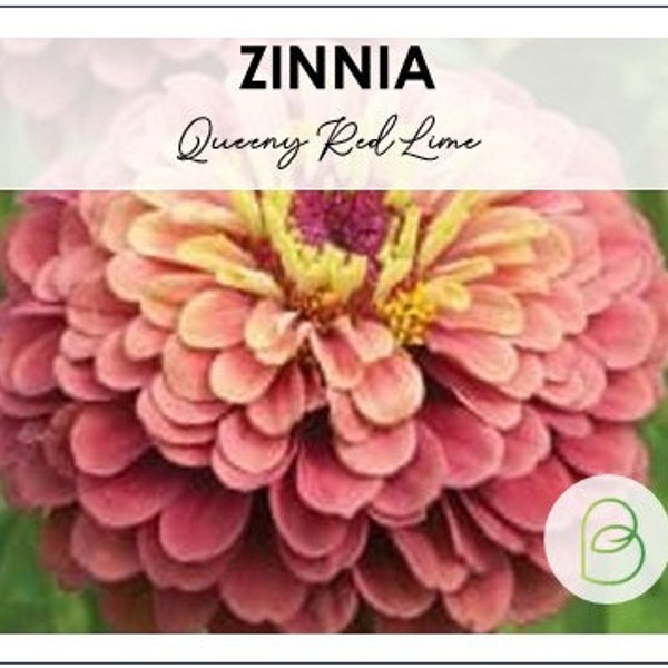 Zinnia Queeny Red Lime 15 Seeds, Queen Zinnia Series, Queeny flower, Cut flower seeds