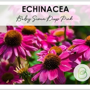 Baby Swan Deep Pink Coneflower, Echinacea 10 Seeds