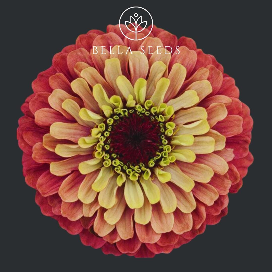 Zinnia Queeny Red Lime 15 Seeds, Queen Zinnia Series, Queeny Flower ...