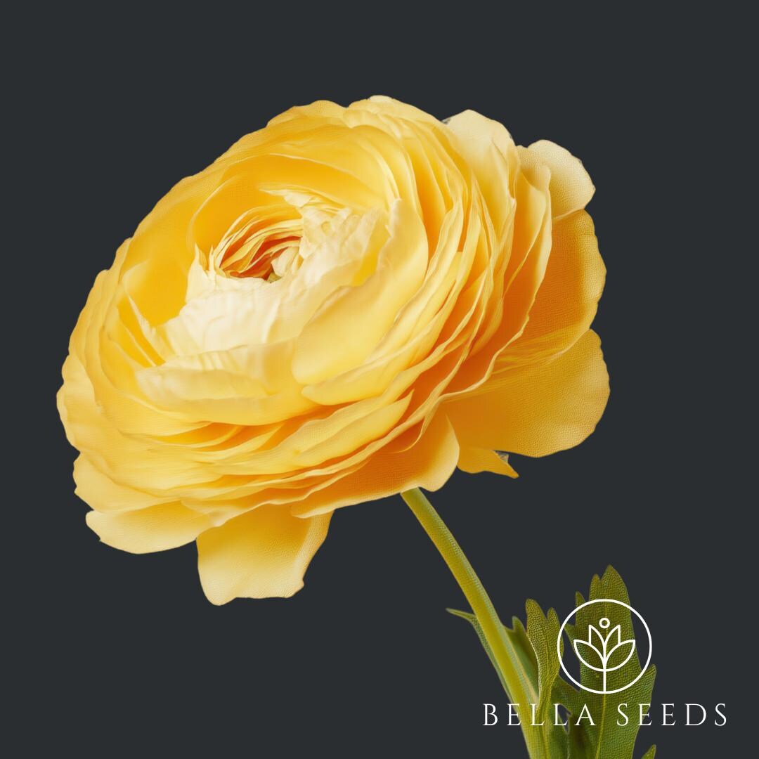 Golden Ranunculus Tecolote Yellow Ranunculus Corms: Persian Buttercup Flower Bulbs (5-6 ...