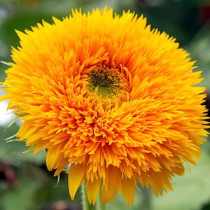 May include: A close-up of a bright orange sunflower with a fluffy, ruffled center. The petals are a deep yellow and the center is a darker green.