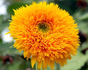 Sunflower Double Quick Orange - Pack of 10 Seeds || Orange Sunflower Variety || Gardening Gift || Flower Growing