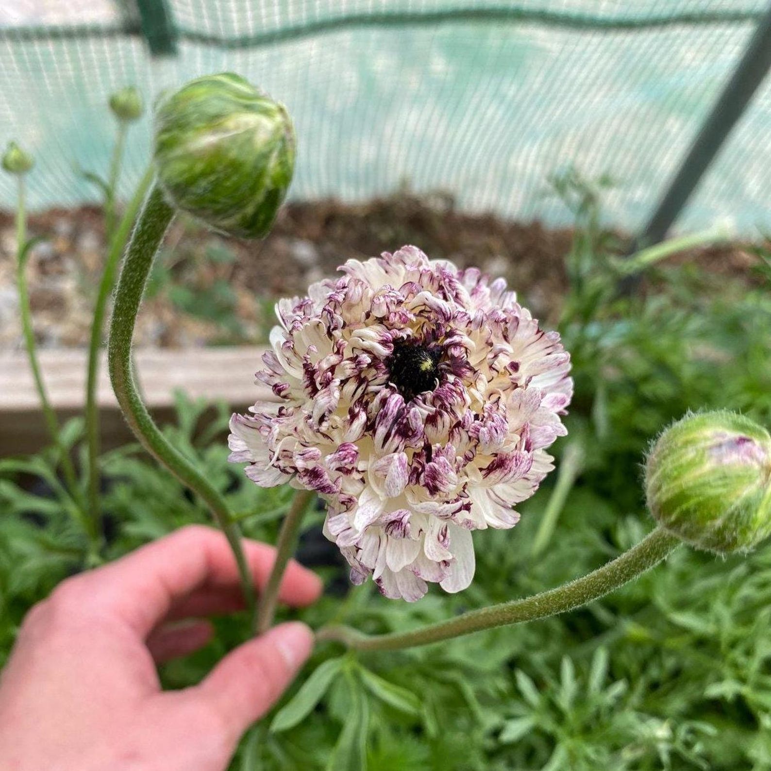 Seti Ranunculus Brushmark Seti Ranunculus Corms: Purple Brushstroke Persian Buttercups ...