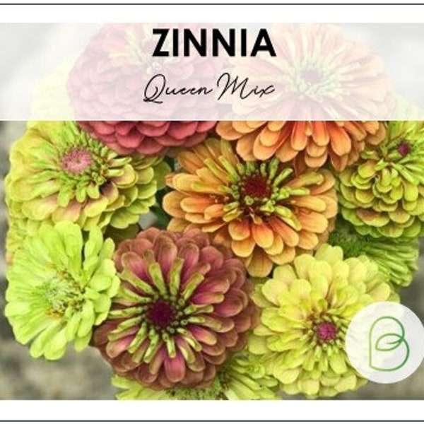 Zinnia Queen Mix 15 Seeds, Zinnia Elegans, Queen Series, Flowering Plant, Cut Flower Seed