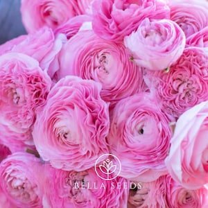 May include: A close-up of a bouquet of pink ranunculus flowers. The flowers are tightly packed together, with many layers of delicate petals. The image includes the text "BELLA SEEDS" in white.