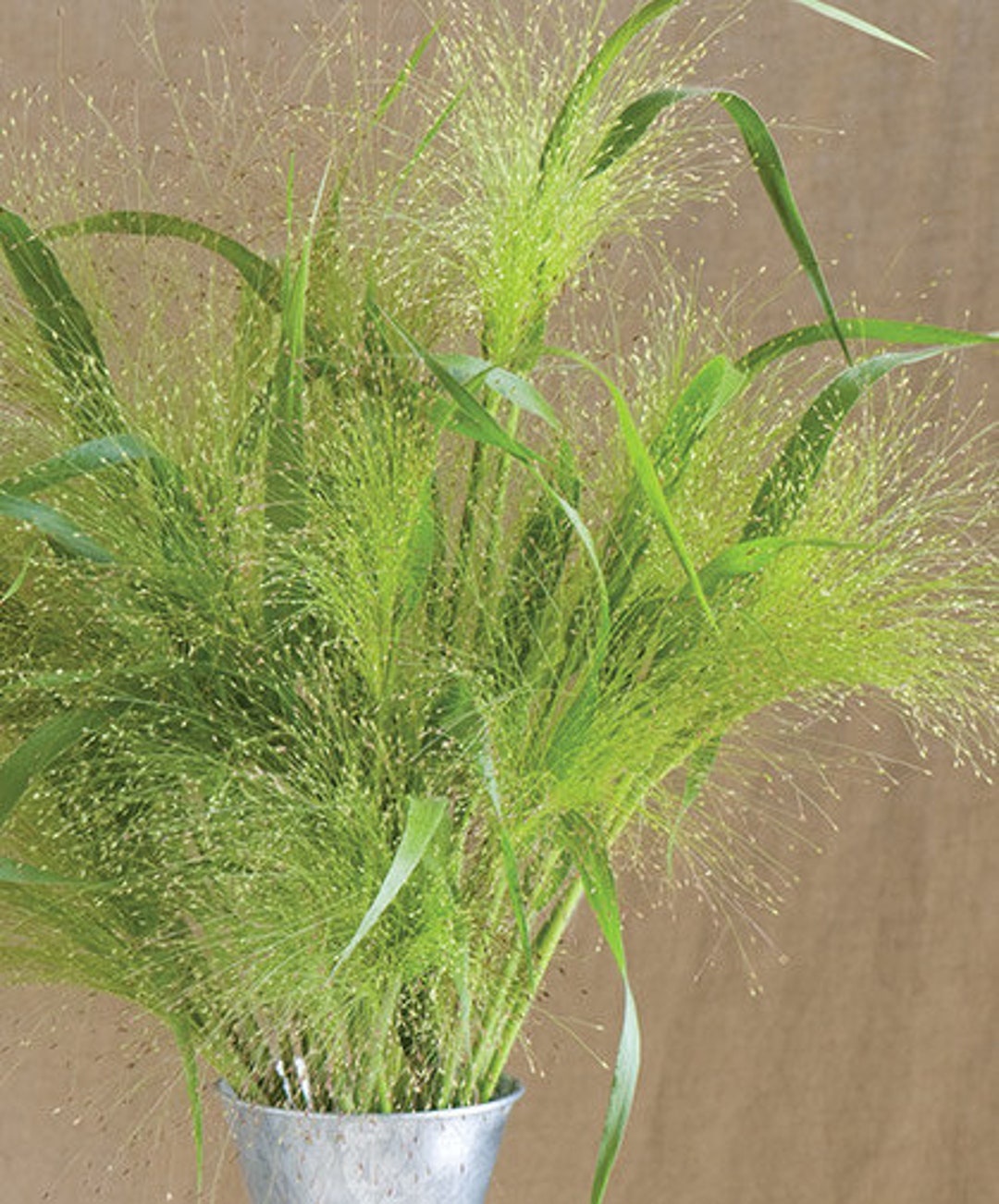 Frosted Explosion Grass 15 Seeds Etsy