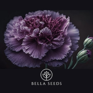 Carnation Grenadin King of the Black Seeds, Dianthus, cut flower seeds, perennial seeds