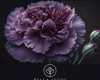 Carnation Grenadin King of the Black Seeds, Dianthus, cut flower seeds, perennial seeds