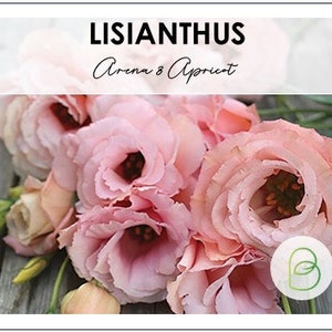 May include: A close-up of a bouquet of Lisianthus Arena 3 Apricot flowers. The flowers are a soft pink with darker centers and ruffled petals. The image includes the text "LISIANTHUS Arena 3 Apricot" in a white box.