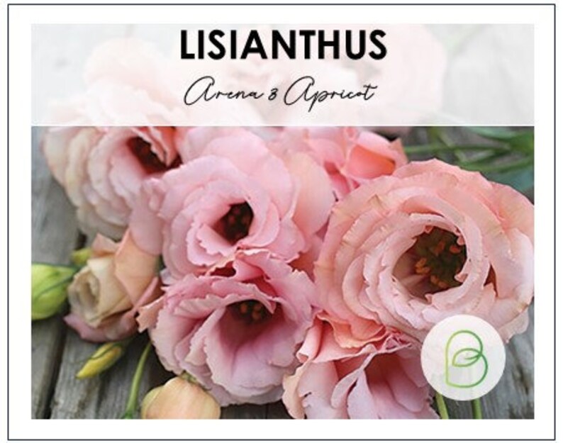 May include: A close-up of a bouquet of Lisianthus Arena 3 Apricot flowers. The flowers are a soft pink with darker centers and ruffled petals. The image includes the text "LISIANTHUS Arena 3 Apricot" in a white box.