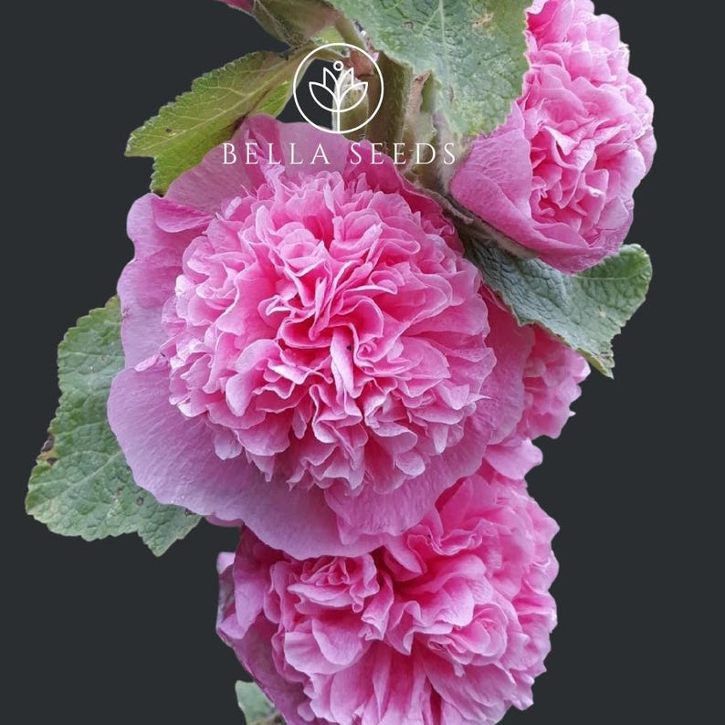 Bella Hollyhock Chaters Seeds