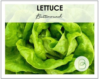 May include: A close-up of a head of green Buttercrunch lettuce. The lettuce is fresh and crisp, with a light green color.