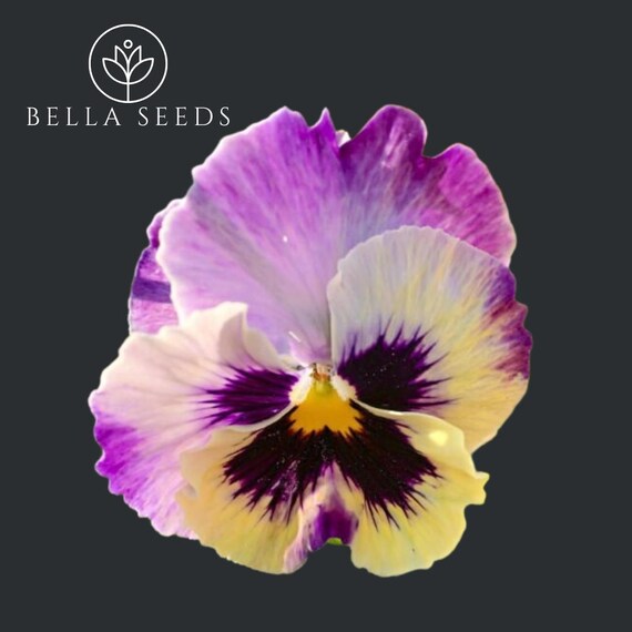 Pansy Viola, Frizzle Sizzle Lemonberry Seeds | 25 Seeds | Annual