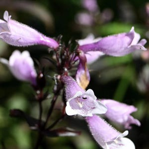 May include: Close-up of a cluster of purple and white flowers with dark purple stems. The flowers have a delicate, bell-shaped appearance.