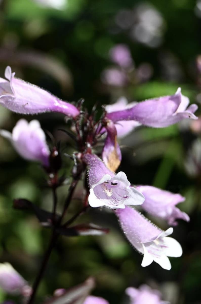 May include: Close-up of a cluster of purple and white flowers with dark purple stems. The flowers have a delicate, bell-shaped appearance.