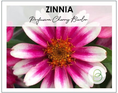 Zinnia Profusion Cherry Bicolor 10 Seeds, Pollinator Plant