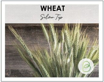 May include: A bunch of wheat stalks with silver tips against a wood background. The text "WHEAT Silver Tip" is at the top of the image.