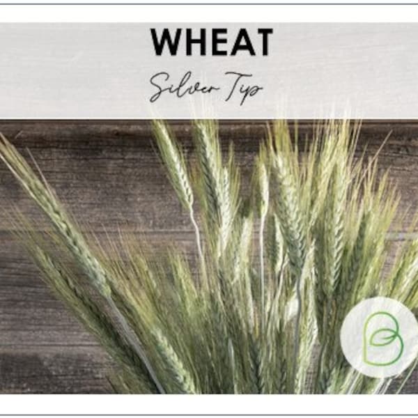 Silver Tip Wheat Triticum 10+ Seeds, Ornamental Grass seeds