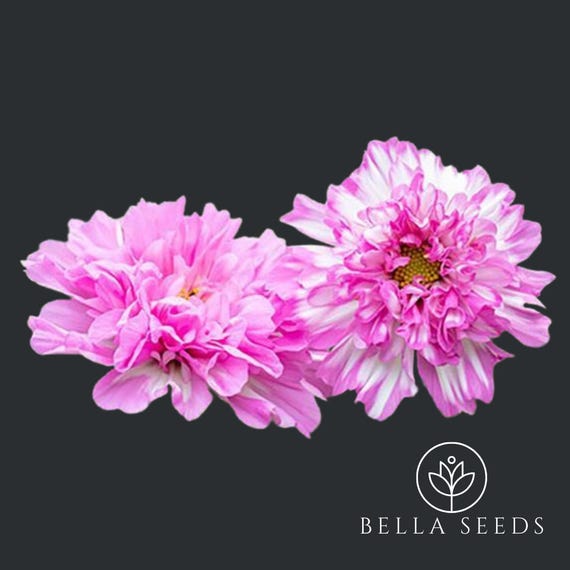 Bicolor Pink Cosmos Seeds: Double Click Cut Flower (25 Seeds)