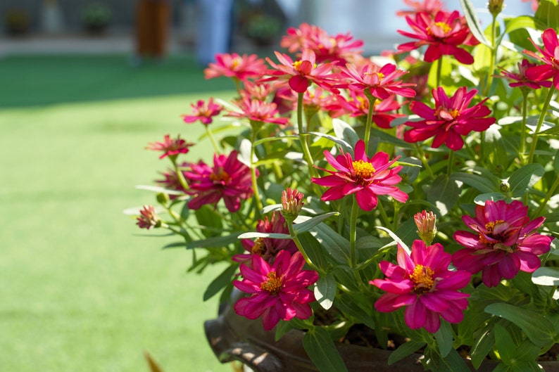 BellaSeedsUS Zahara Zinnia Seeds
