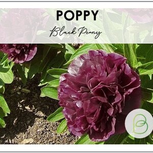 Giant Black Double Peony Poppy 30 Seeds