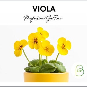 May include: A yellow viola plant with five flowers in a yellow pot. The plant is labeled "VIOLA Perfection Yellow".