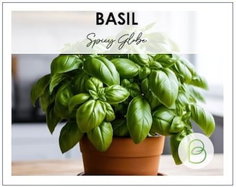 Spicy globe Basil Seeds, Heirloom Seeds, non-GMO, Garden Herb Seeds, Ocimum basilicum, Annual