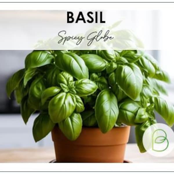 Spicy globe Basil Seeds, Heirloom Seeds, non-GMO, Garden Herb Seeds, Ocimum basilicum, Annual