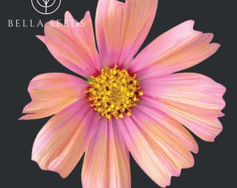 Cosmos Apricot Lemonade Flowers - 20 Seeds Pack || Vibrant Blooms for Your Garden || Gardening Gift