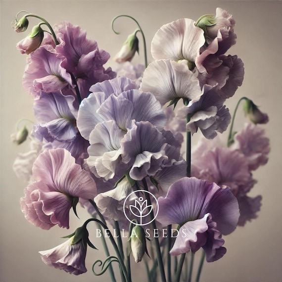 Nimbus Pea Seeds,  10+ seeds, Lathyrus odoratus