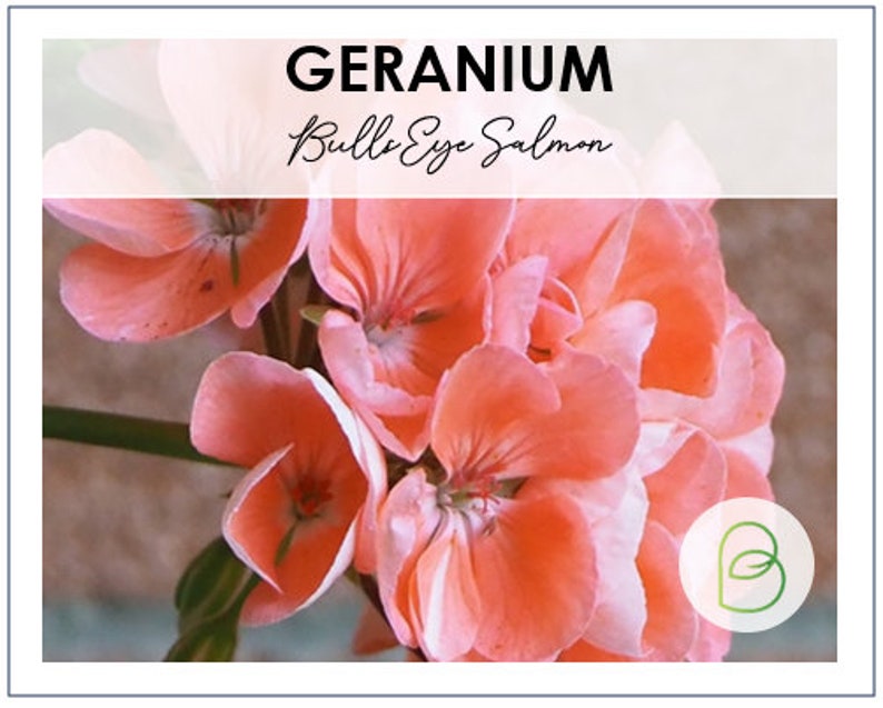 Bullseye Salmon Geranium Seeds Annual Flower Seeds Etsy